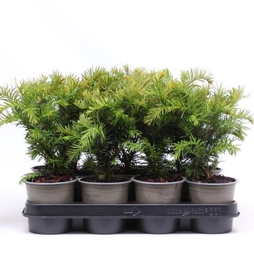 Taxus baccata 'Repandens'