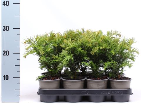 Taxus baccata 'Repandens'