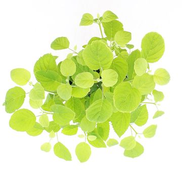 Hydrangea arborescens STRONG ANNABELLE / INCREDIBALL