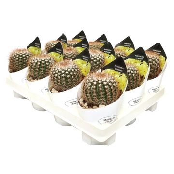 Notocactus schlosseri