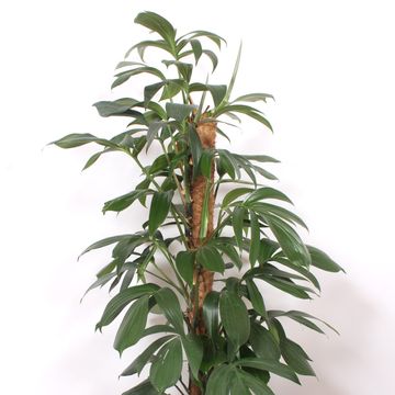 Філодендрон 'Dragon Tail'