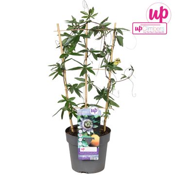 Passiflora caerulea 'Duuk'