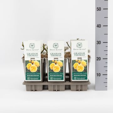 Роза GRAHAM THOMAS