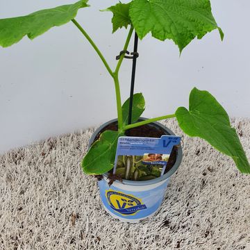 Cucumis sativus 'Kiruna'