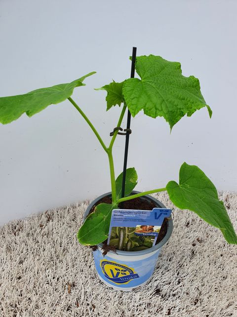 Cucumis sativus 'Kiruna'