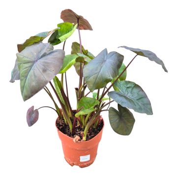 Colocasia 'Hybrid Rosemary'