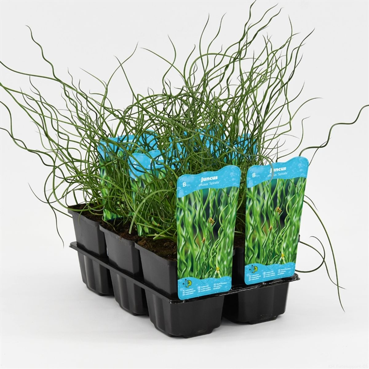 Juncus effusus 'Spiralis' — Растения Оптовая FlorAccess