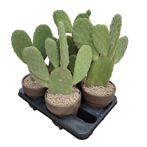 Opuntia tomentosa