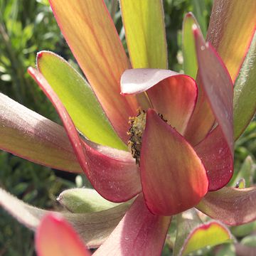 Leucadendron 'Safari Sunset'