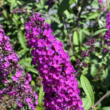 Buddleja davidii 'Royal Red'