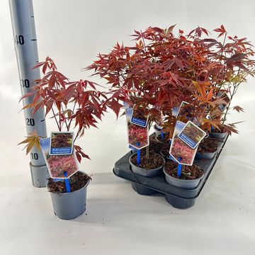 Acer palmatum 'Atropurpureum'
