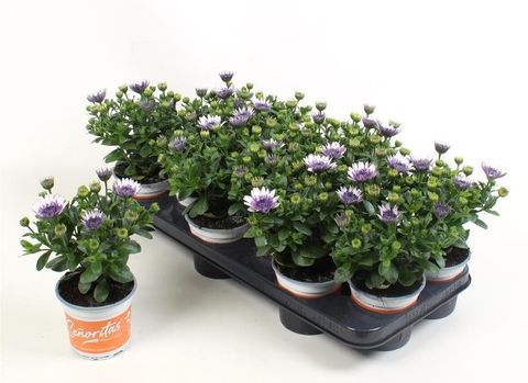 Osteospermum TRADEWINDS WHITE WITH BLUE EYE