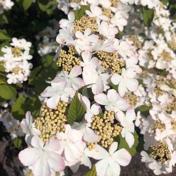 Viburnum plicatum KILIMANDJARO SUNRISE