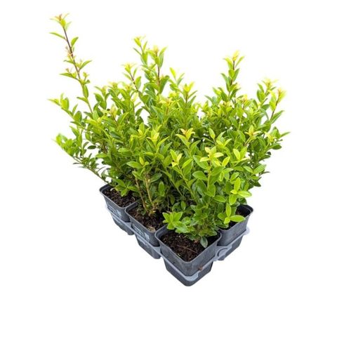 Ilex maximowicziana kanehirae