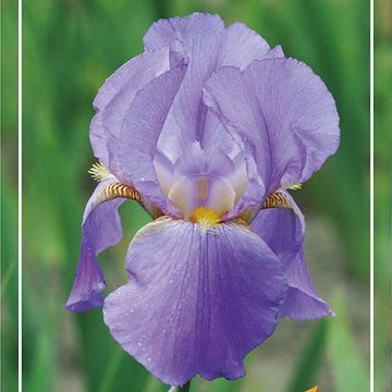 Iris 'Lovely Again'