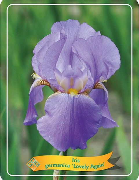 Iris 'Lovely Again'