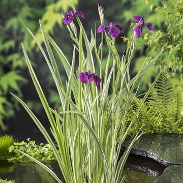 Iris ensata 'Вариегата'