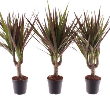 Dracaena marginata 'Magenta'