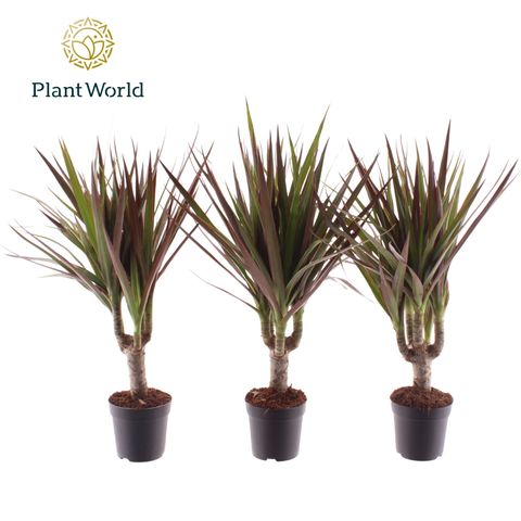 Dracaena marginata 'Magenta'