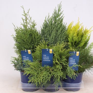 Conifers MIX