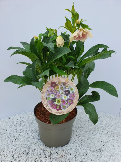 Helleborus orientalis VIV VERA