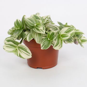 Tradescantia albiflora 'White Beach'