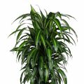 Dracaena fragrans 'Hawaiian Sunshine'