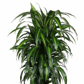 Dracaena fragrans 'Hawaiian Sunshine'