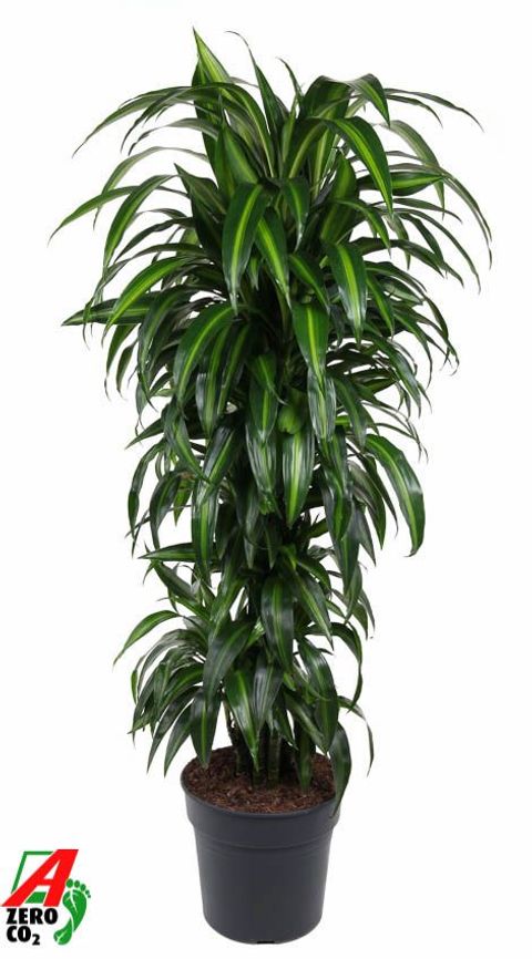Dracaena fragrans 'Hawaiian Sunshine'