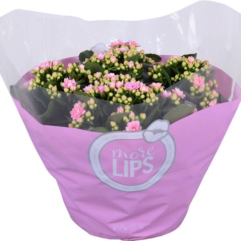 Kalanchoe blossfeldiana PERFECTA PINK — Plant Wholesale FlorAccess