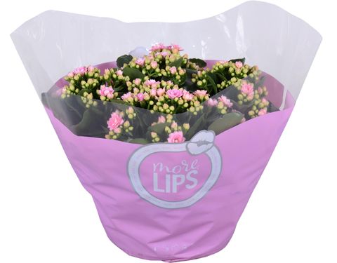 Kalanchoe blossfeldiana PERFECTA PINK