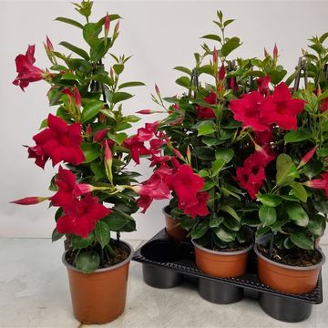Mandevilla SUNDAVILLE RED