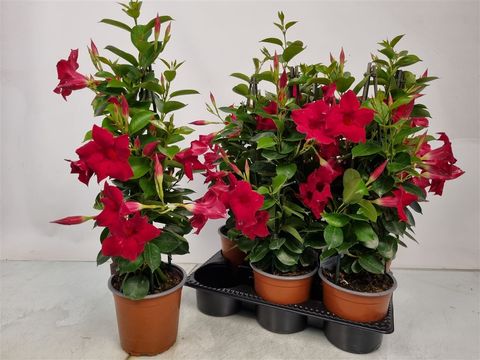 Mandevilla SUNDAVILLE RED