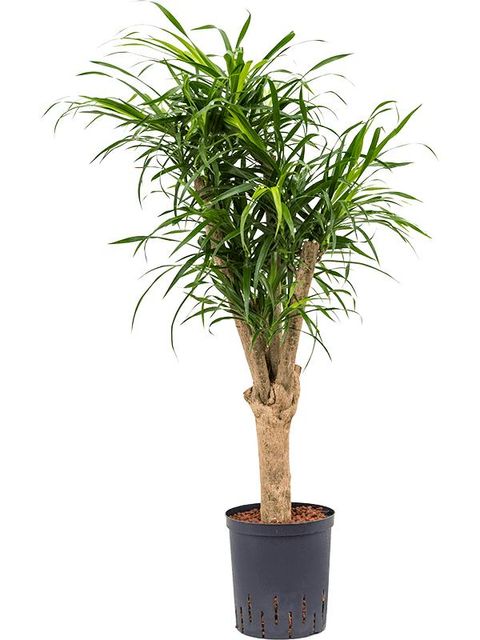 Dracaena reflexa 'Anita'