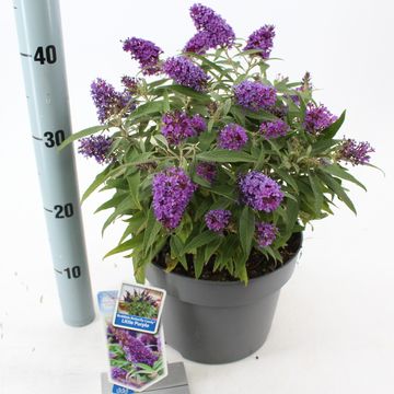 Buddleja davidii BUTTERFLY CANDY LITTLE PURPLE