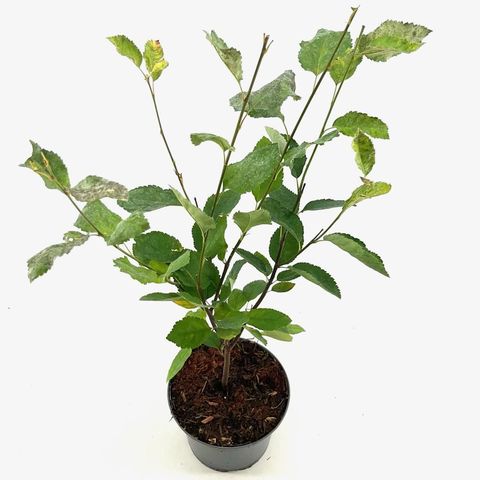 Amelanchier lamarckii