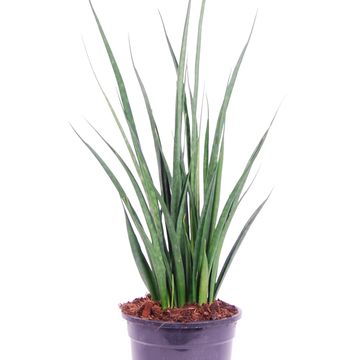 Sansevieria kirkii FRIENDS