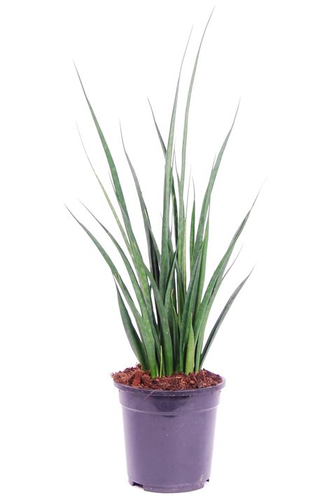 Sansevieria kirkii FRIENDS