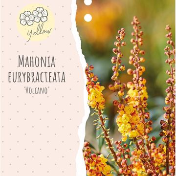 Mahonia VOLCANO