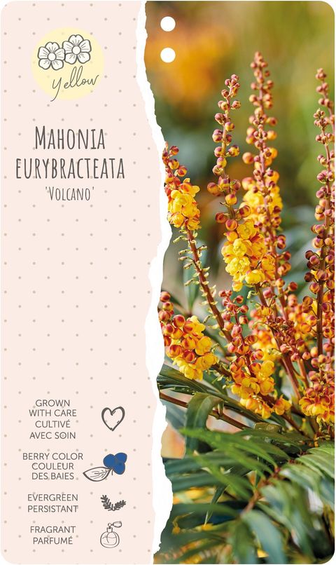 Mahonia VOLCANO