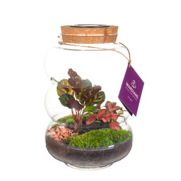 Düzenlemeler Terrarium