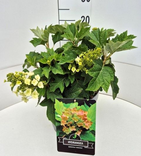 Hydrangea quercifolia 'Munchkin'