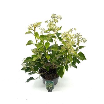 Hedera helix 'Arborescens'