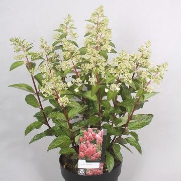 Hydrangea paniculata MAGICAL CANDLE