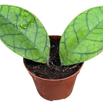 Hoya callistophylla 'KAL 16'