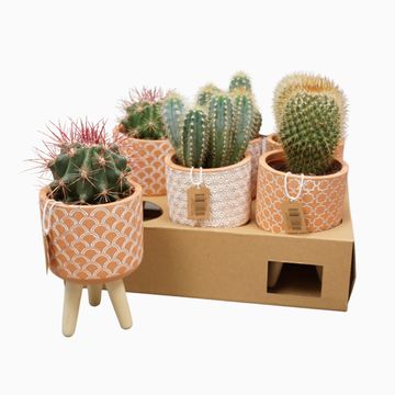 Cactus MIX