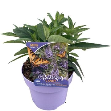 Buddleja davidii BUTTERFLY CANDY LITTLE PURPLE