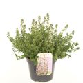 Thymus 'Lemon Variegated'