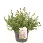 Thymus 'Lemon Variegated'