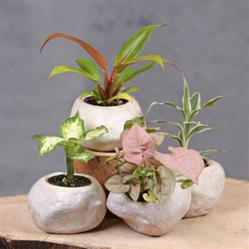 Houseplants MIX